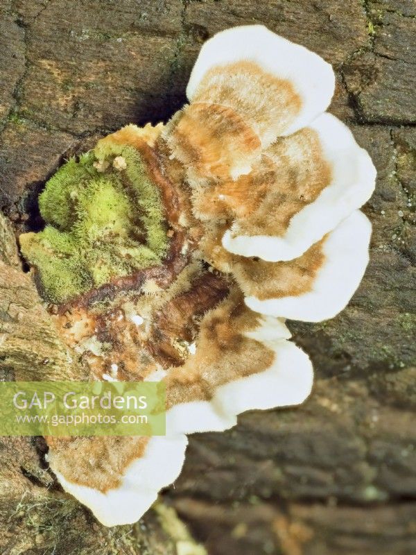 Trametes versicolor - turkey tail fungus on tree stump