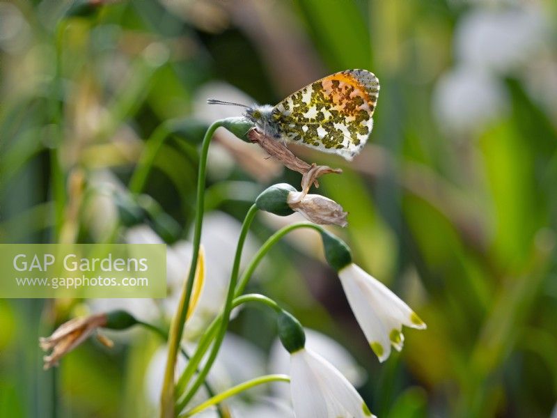 Anthocharis cardamines male Orange Tip butterfly resting on Leucojum aestivum Spring April