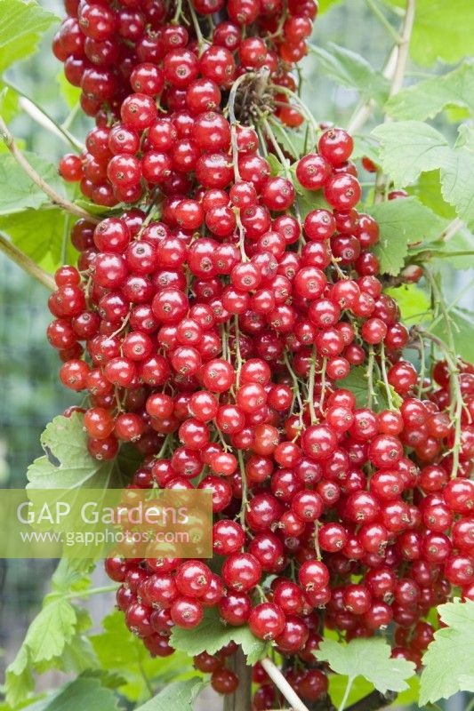 Redcurrant - Ribes rubrum 'Redpoll'