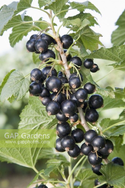 Blackcurrant - Ribes nigrum 'Ben Gairn'