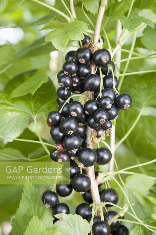 Blackcurrant - Ribes nigrum 'Ben Hope'