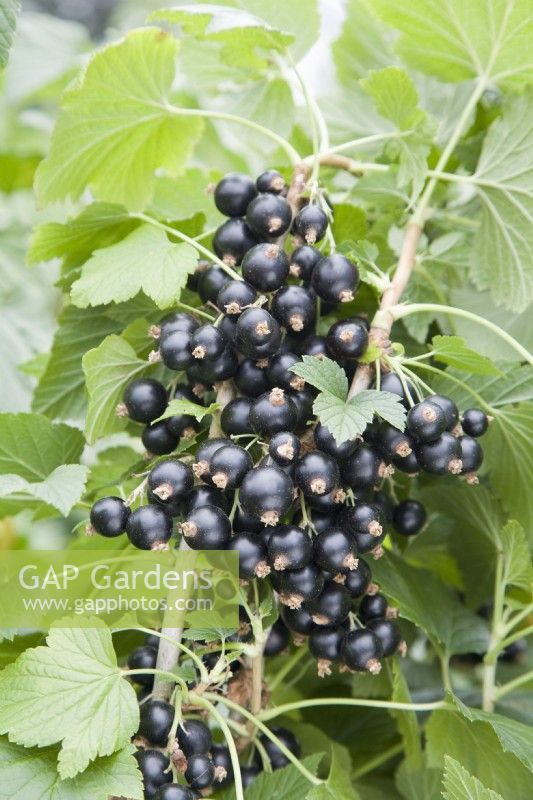 Blackcurrant - Ribes nigrum 'Ben Sarek'