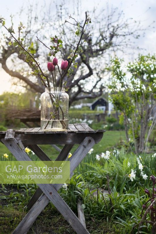 Tulipa 'Pretty Princess' and apple blossom in spring in a vase on a table