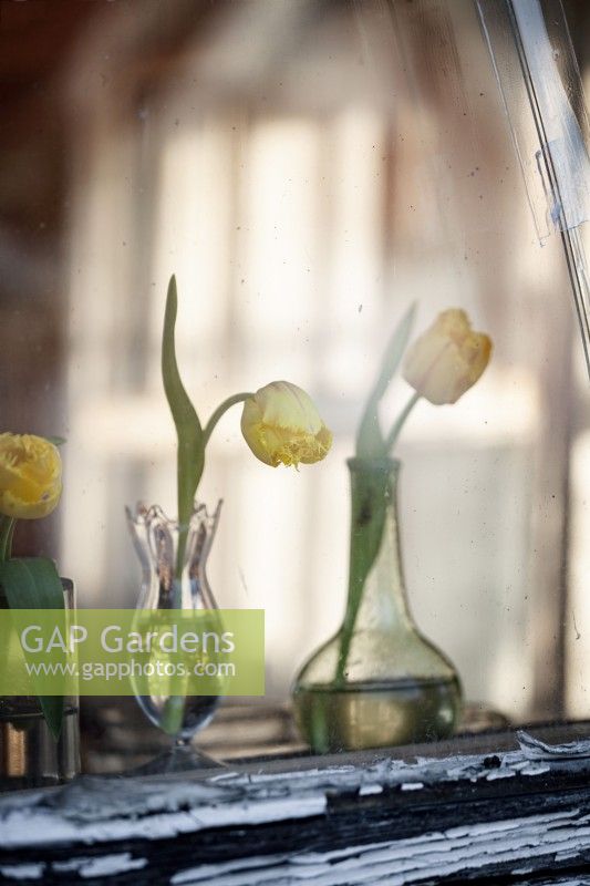 Mix of fringed tulips in small vases on display. Locally grown.