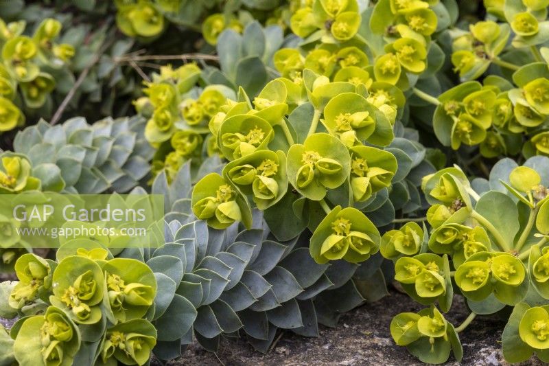 Euphorbia myrsinites - the myrtle spurge - March