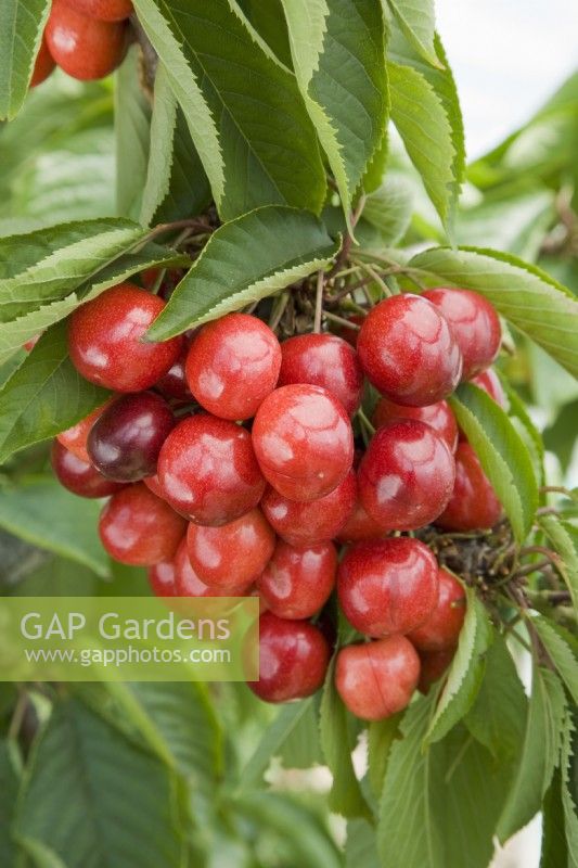 Sweet Cherry - Prunus avium 'Lapins' syn. 'Cherokee'