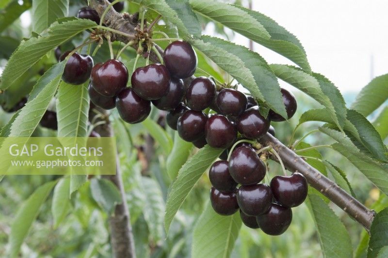 Sweet Cherry - Prunus avium 'Hertford'