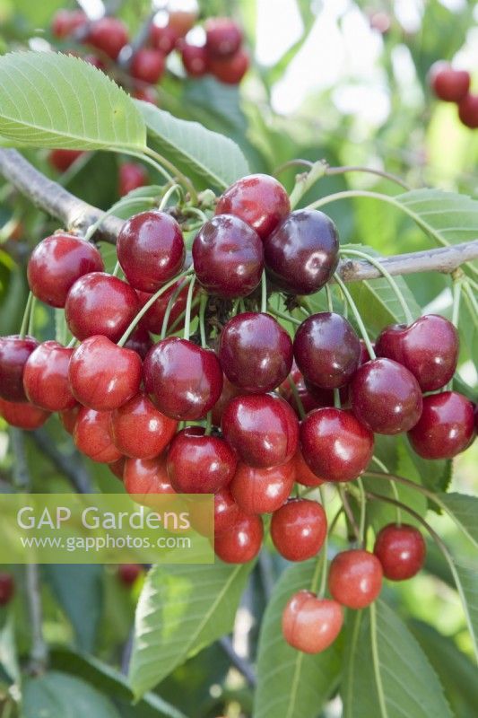 Sweet Cherry - Prunus avium 'Regina'