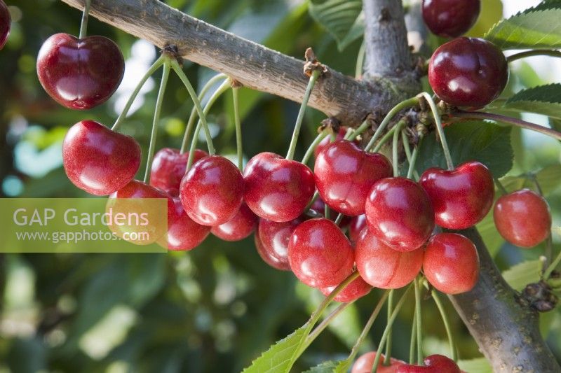 Sweet Cherry - Prunus avium 'Skeena'