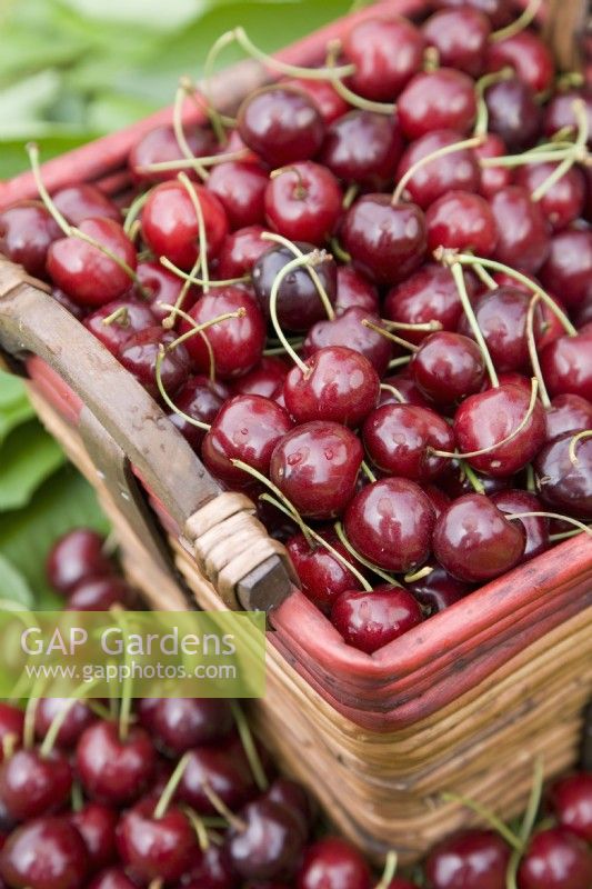 Sweet Cherry - Prunus avium 'Stella'