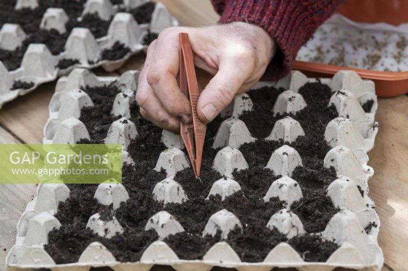 Daucus carota subsp. sativus - Placing germinated carrot seeds in egg trays