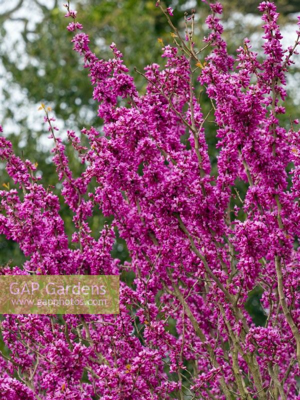 Cercis chinensis avondale - Chinese red bud  April  Spring