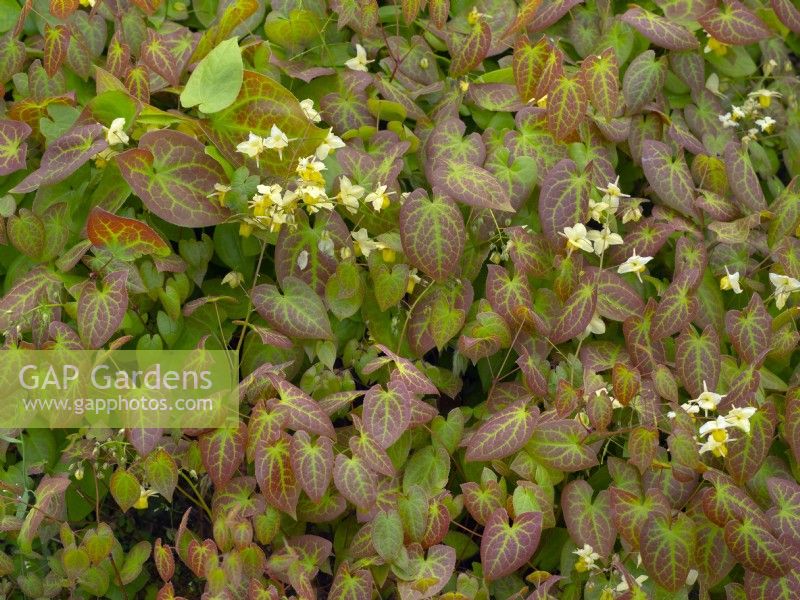 Epimedium x parrelchicum, barrenwort April Spring