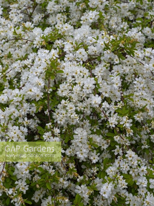 Exochorda x macrantha 'The Bride'  April  Spring