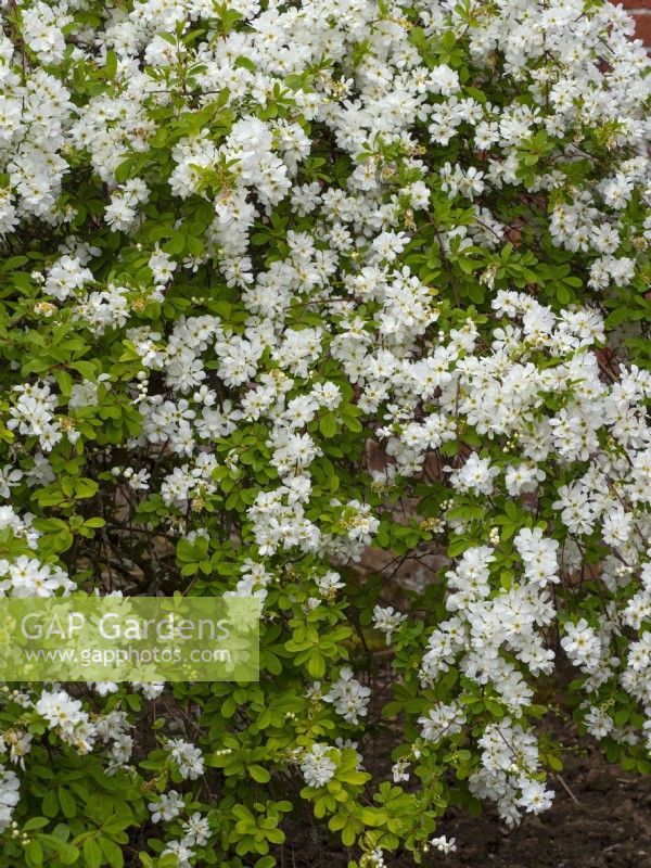 Exochorda x macrantha 'The Bride'  April  Spring