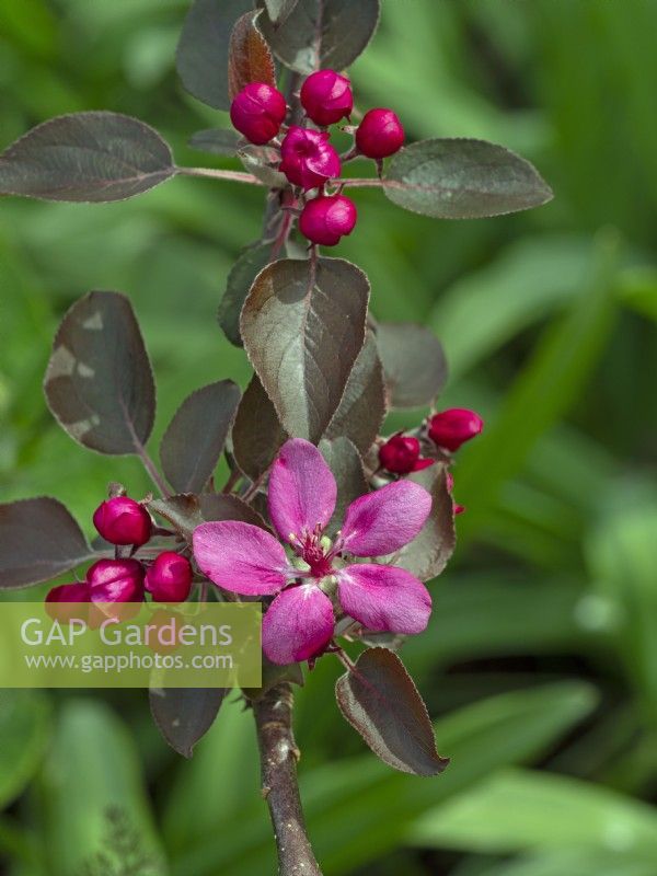 Malus domestica Redlove in flower April 