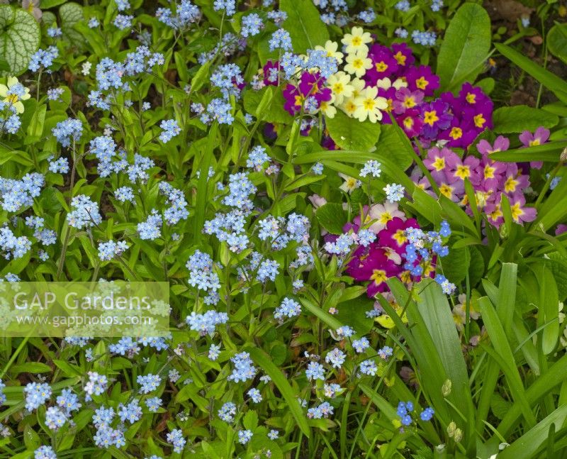 Primulas and Myosotis in spring border   April