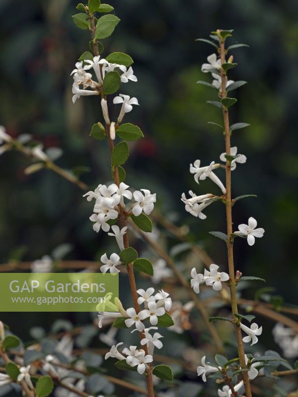 Osmanthus delavayi  close up of flowers in April Spring