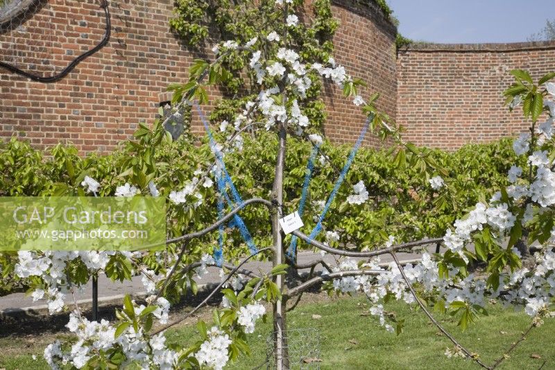 Festooning on a Cherry Tree - Prunus avium 'Penny'