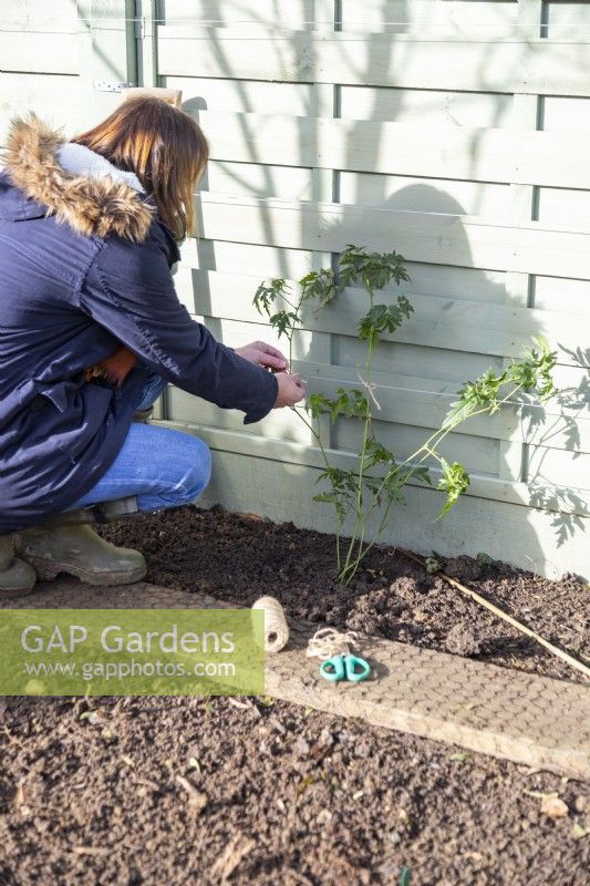 Woman using string to tie in newly planted Thornless Blackberry plant to the wire