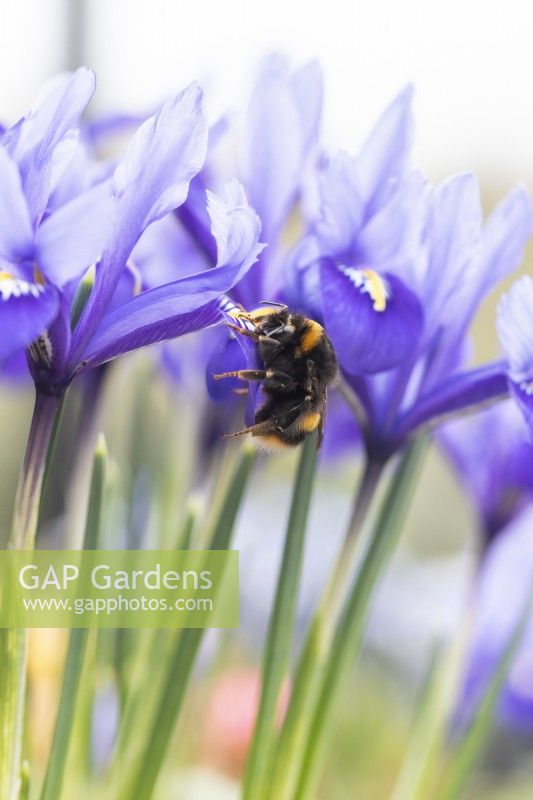 Bee on petals of iris reticulata 'Harmony'