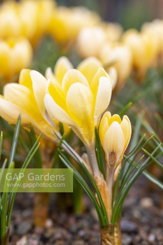 Crocus chrysanthus 'Romance'