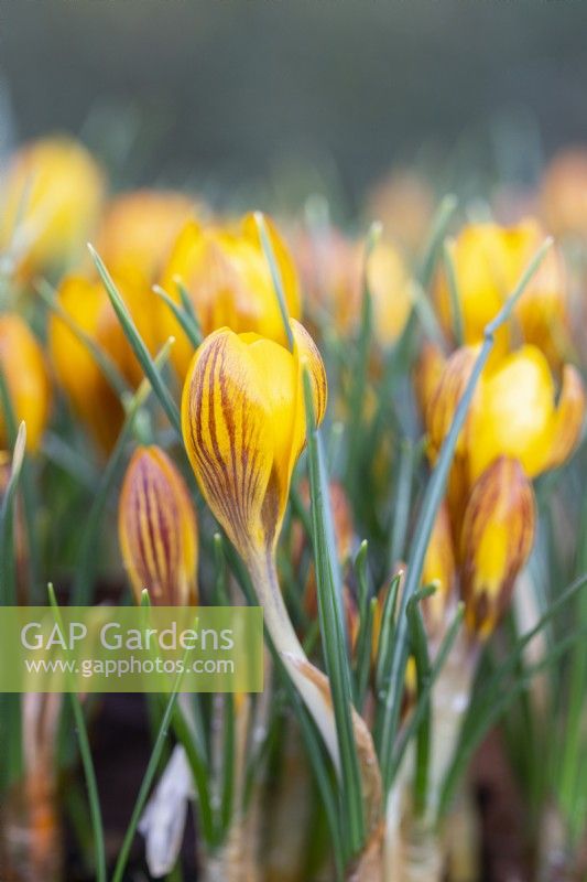 Crocus chrysanthus var. fuscotinctus