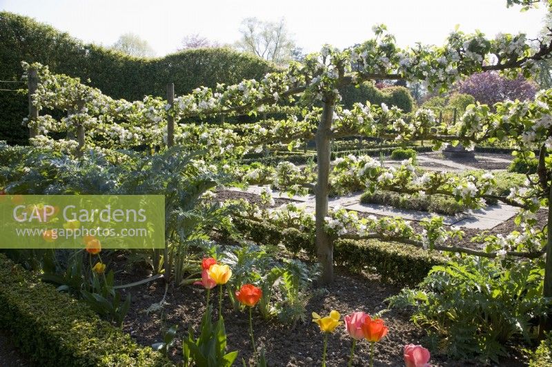 Espalier Apple Trees - Malus domestica 'Katy'