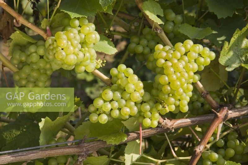 Grape - Vitis vinifera 'Chardonnay'