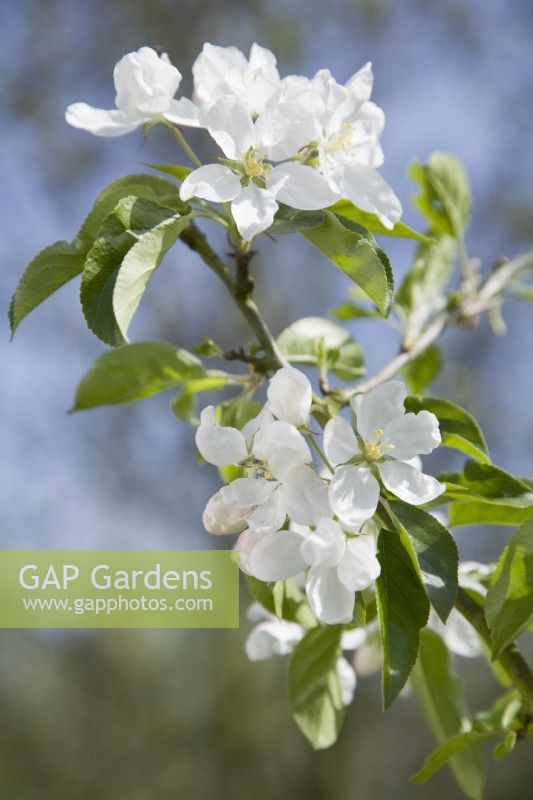 Crab Apple Blossom - Malus 'John Downie'