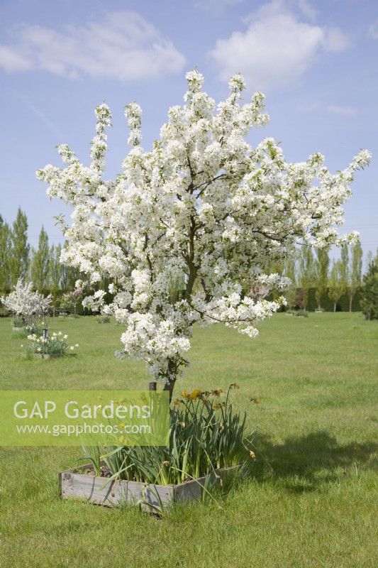 Crab Apple Blossom - Malus 'Silver Drift'