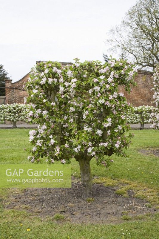 Apple trained as a Crown on M25 rootstock - Malus domestica 'James Grieve'