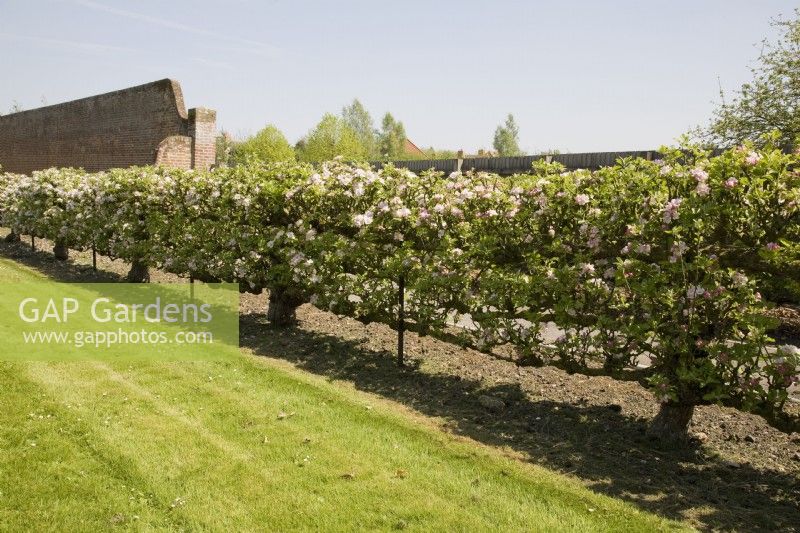 Espalier Apples on M2 rootstock - Malus domestica 'Rosemary Russet'