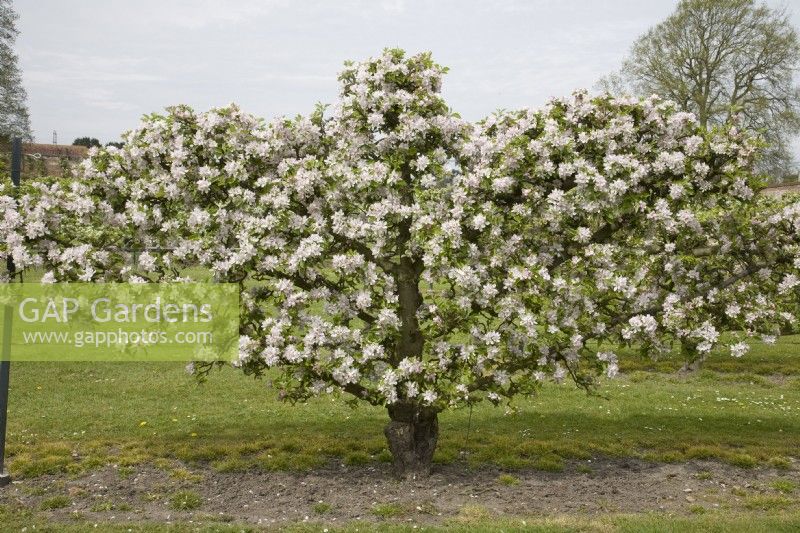 Palmette Apple on M26 rootstock