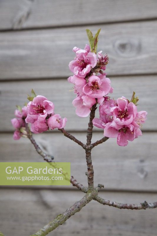 Nectarine blossom - Prunus persica var. nectarina 'Nectarella' 