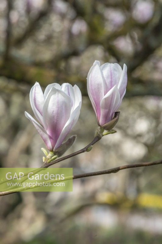 Magnolia soulangeana 'Alexandrina'