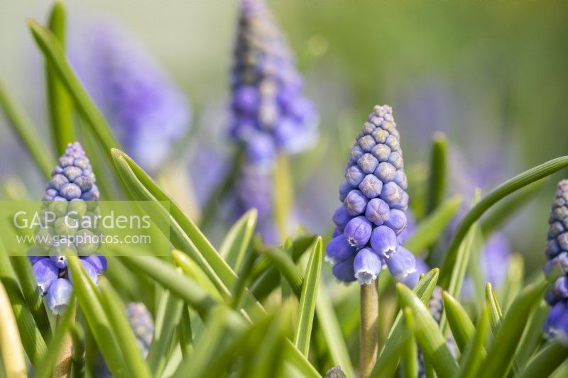 Muscari armeniacum