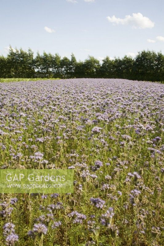 Phacaelia Green Manure