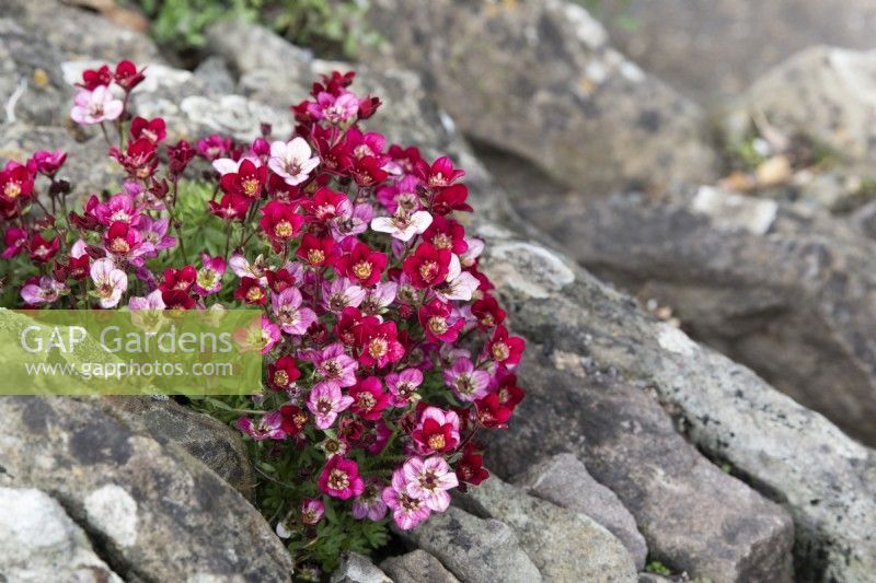 Saxifraga x arendsii 'Touran Deep Red'