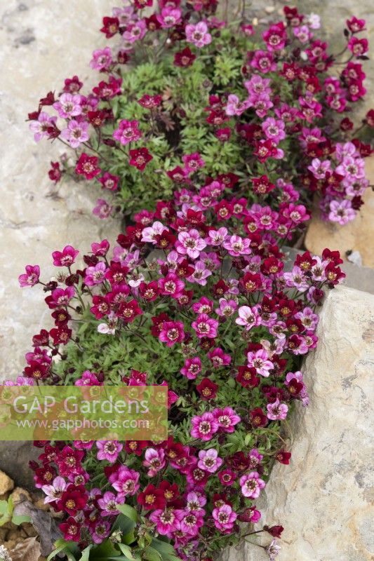 Saxifraga x arendsii 'Touran Deep Red'