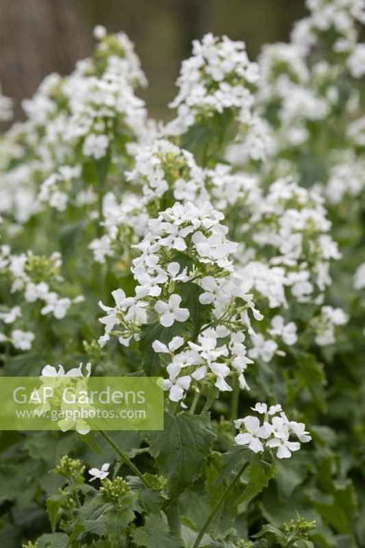 Lunaria annua var. Alba - White Flowered Honesty