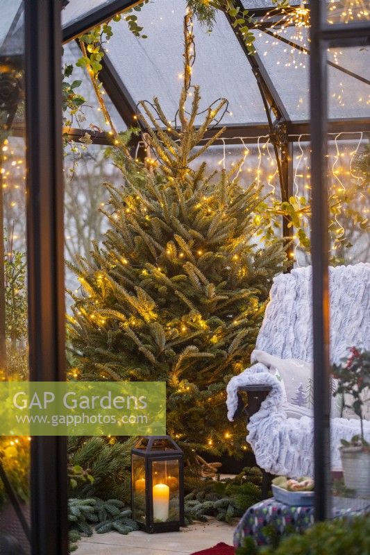 Spruce tree covered in fairy lights planted in metal bucket inside greenhouse