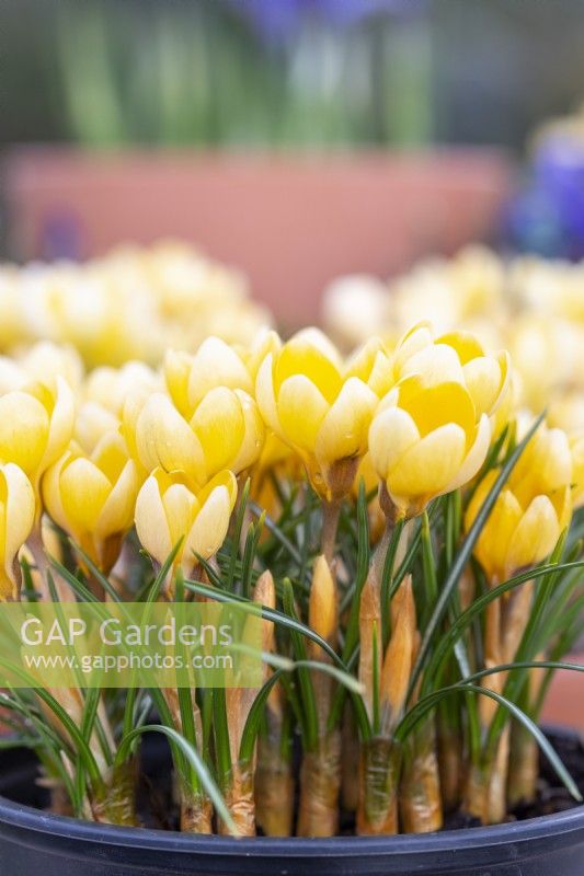 Crocus chrysanthus 'Romance'