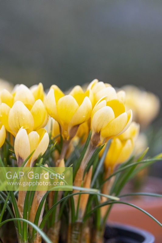 Crocus chrysanthus 'Romance'