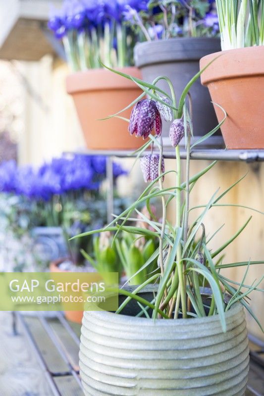 Fritilaria meleagris - Snakes head Fritillary in pot on metal shelves