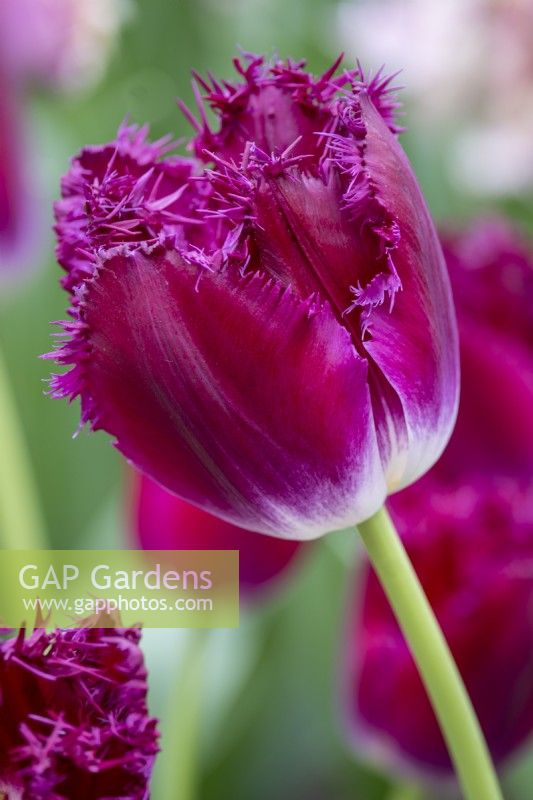 Tulipa 'Purple Crystal'