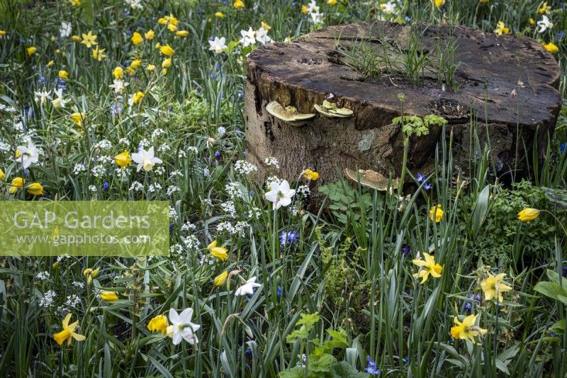 Woodland wild border with daffodils and wild flowers around a tree stump