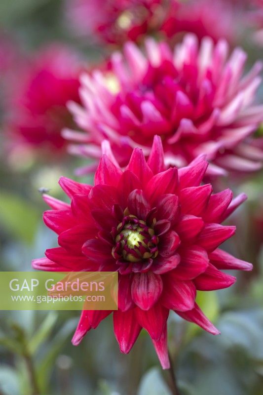 Dahlia 'Red Pygmy'