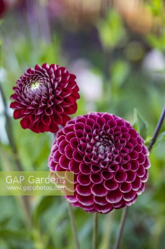 Dahlia 'Burgund'