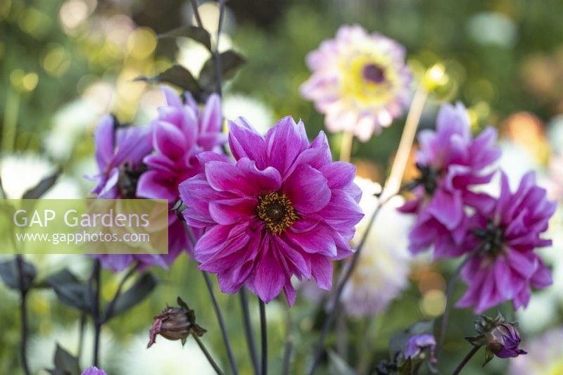 Dahlia 'Fascination'